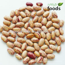 Cranberry Beans (Borlotti) American Round Shape Light Speckled Beans